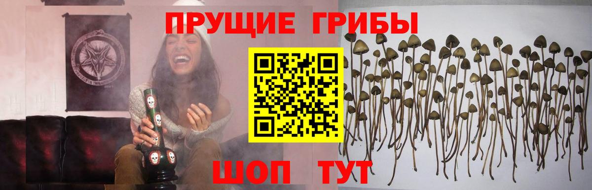 Галлюциногенные грибы Psilocybine cubensis Дагестанские Огни